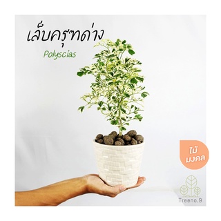 Treeno.9 T88 เล็บครุฑแคระด่าง (Ming Aralia) กระถาง 6 นิ้ว สูง 30-35 ซม. ล๊อตใหม่ ใหญ่ขึ้น ต้นไม้มงคล ไม้พุ่มเตี้ย ทรงสวยต้นเล็ก ใบด่างสวย