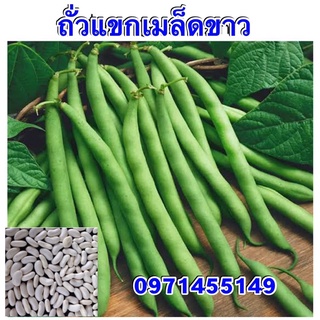 เมล็ดถั่วแขกเมล็ดขาว