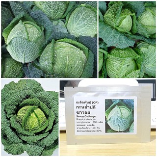 เมล็ดพันธุ์ กะหล่ำปลีซาวอย (Savoy Cabbage Seed) บรรจุ 300 เมล็ด คุณภาพดี ราคาถูก ของแท้ 100%