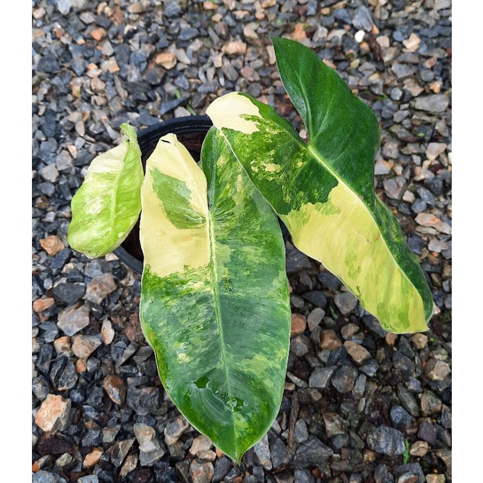 Philodendron burle Marx ฟิโลเดนดรอน เบอร์เลอร์มาร์ค - รูปที่ 2