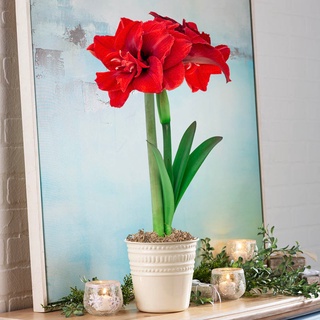 1 หัวว่าน ว่านสี่ทิศฮอลแลนด์ Amaryllis inferno 18-24 ซม สินค้านำเข้า แช่เย็นแล้ว