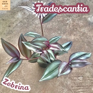 [ก้ามปูหลุดด่าง] Tradescantia Zebrina ก้ามปู ก้ามปูหลุด ก้ามปูด่าง ก้ามหลุดด่าง สีม่วง ใบม่วง ใบด่าง สายหวาน สีหวาน