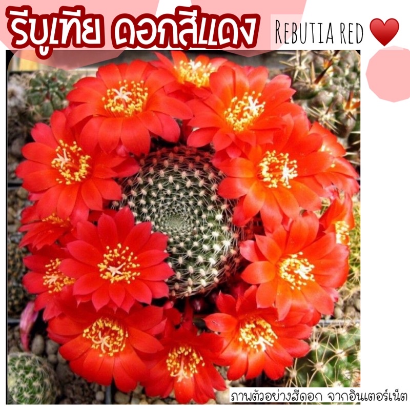รีบูเทีย ดอกสีแดง (ไม้ที่ต้องสะสมครบทุกสี) ในกระถาง 2.5 นิ้วจ้า ทางร้านแนะนำต้องมีให้ครบทุกสีนะคะ สีแดงสวยสดมาก