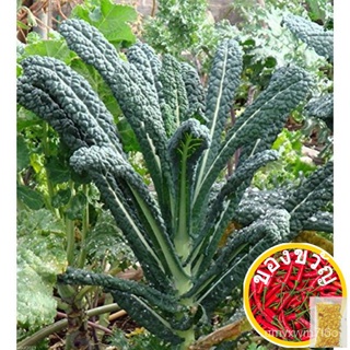 ~200 Tuscano/ Lacinato/Dinosaur  Seeds Organic Non GMO Non Chemically Treated Seeds Ship 2 Days FR SGเมล็ดเชีย เมล็ดกุหล