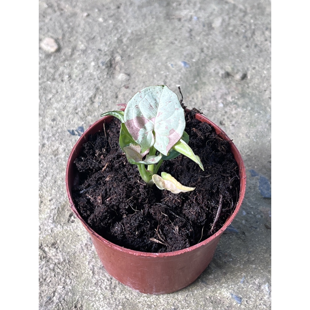 มุมมอง 2