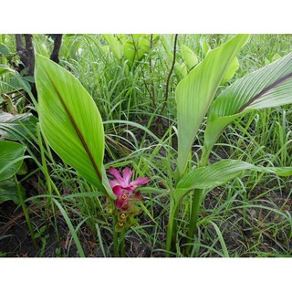 ว่านคันทมาลา หรือ ว่านคันฑมาลา Curcuma Sp. 2หัว/ชุด