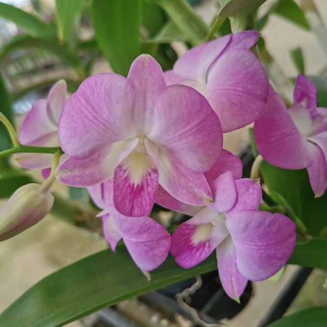 กล้วยไม้​หวาย​กระถาง​ สีชมพู ติดดอกทุกต้น