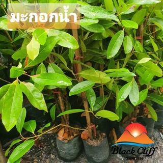 มะกอกน้ำ blackcliffgarden สวนผลไม้ ไม้ผล