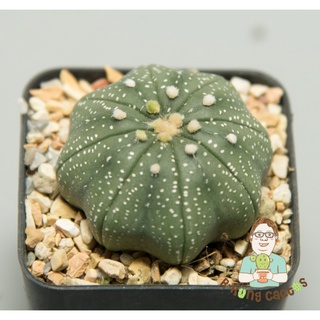 10. Astrophytum Starshape