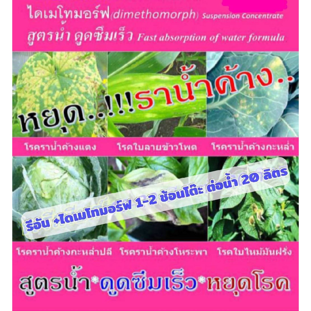 ยาหยุด โรค ราน้ำค้าง โหระพา ใบดำ ราดำฝั่งลงใบ แมงลัก ผักชีฝรั่ง ต้นหอม สาระแหน่ กระเพรา ขนาดแพคคู่ เก็บทันขายหายชัวร์