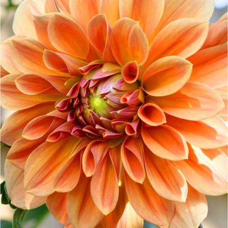 เหง้า หัวไม้ ดอกรักเร่ หรือดอกดาห์เลีย (Dahlia) Dahlia Winkie Whopper ดอกใหญ่ สินค้านำเข้า เหง้าแข็งแรงใหญ่