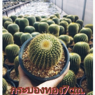 🌵💥กระบองทอง 💥🌵ไซส์ใหญ่ Parodia leninghausii ไม้ชำหน่อ ขนาด 7-9 ซม. ต้นกระบองเพชร ต้นแคคตัส (แคคตัส กระบองเพชร)