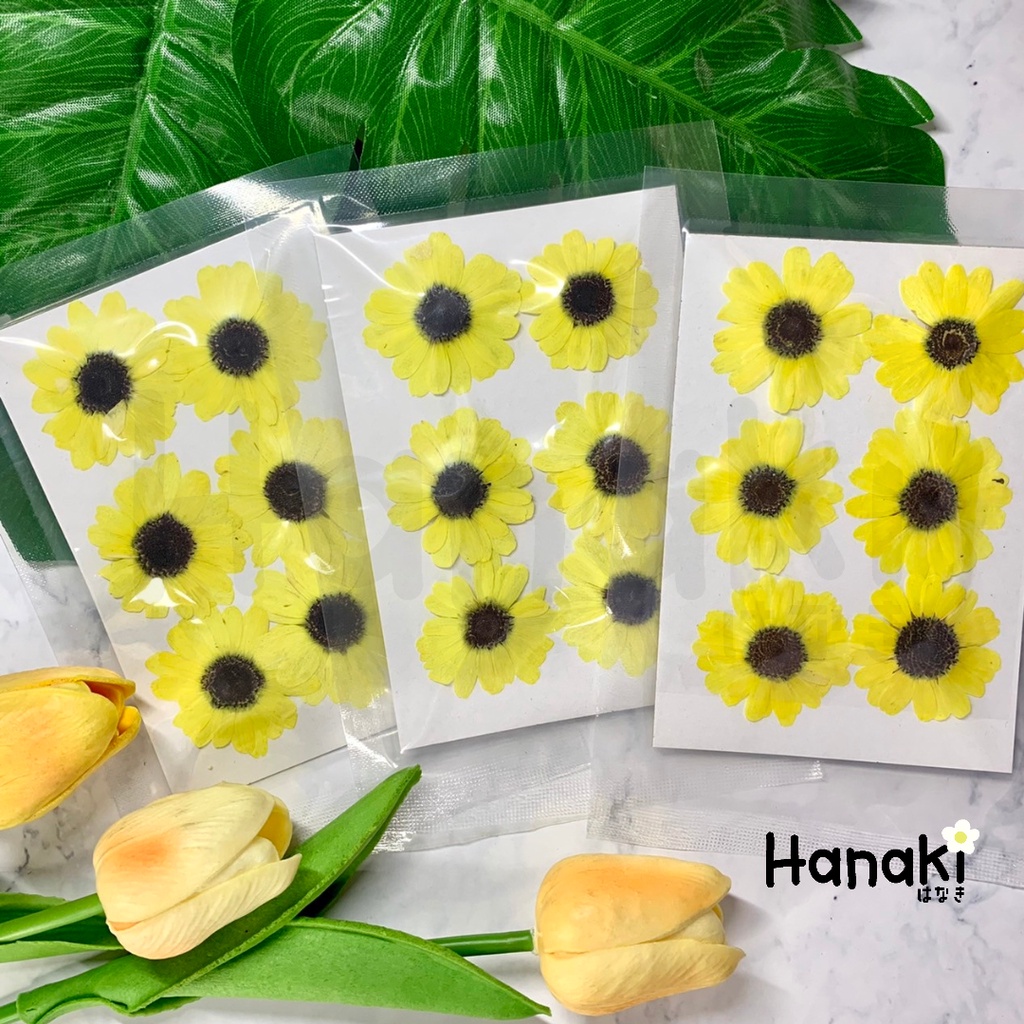 【พร้อมส่ง】ดอกทานตะวันสีเหลืองทับแห้ง ดอกไม้จริงทับแห้ง ดอกไม้ทับแห้ง ดอกไม้แห้ง Pressed Flowers💐