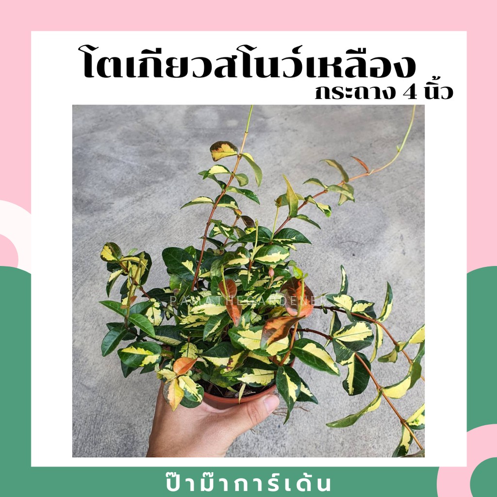 มุมมอง 2