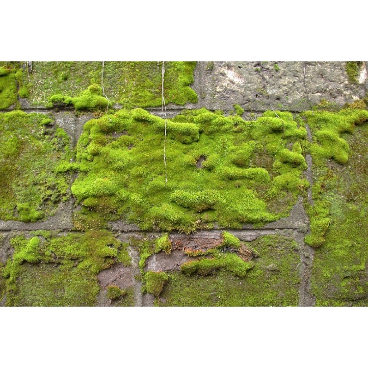 น้ำยาจระเข้ ขจัดคราบตะไคร่น้ำ 0.5 ลิตร ตัวช่วยในการขจัดเชื้อรา ตะไคร่น้ำ สาหร่าย และพืชสีเขียว - รูปที่ 2