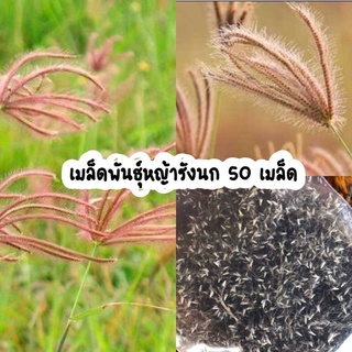 เมล็ดพันธุ์หญ้ารังนก สมุนไพรไทย 50 เมล็ด