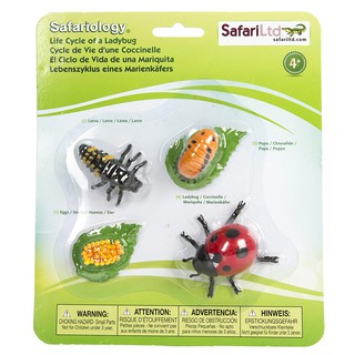 Safari : SFR662716 วงจรชีวิตเต่าทอง Life Cycle of a Ladybug