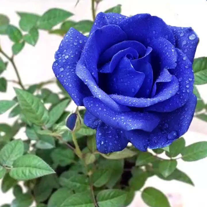 กุหลาบ สีน้ำเงิน Damask Rose Seeds ดอกใหญ่ 5 เมล็ด