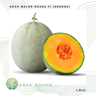 Benih Bibit Biji - Melon Okasa F1 Hibrida Sweet Rock Melon Orange Seeds - Panen Dalam 60 HST