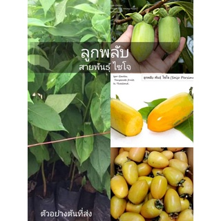 (1ต้น) พลับญี่ปุ่น พันธุ์ไซโจ ลูกหวานผลใหญ่ 🏡พันธุ์ไม้
