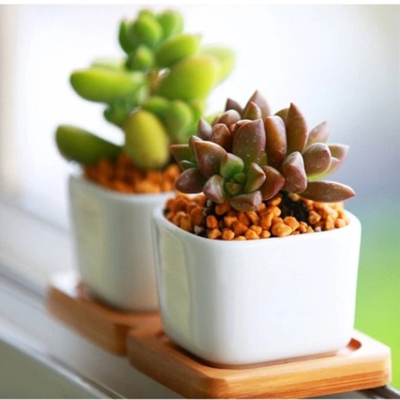 Plants Center T205 กระถางต้นไม้เซรามิกขาวทรงสี่เหลี่ย มีถาดรองไม้ ขนาด เป็นเซรามิกเคลือบเงา