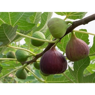 10 เมล็ด เมล็ดมะเดื่อฝรั่ง Figs สายพันธุ์ japanBTM6 มะเดื่อฝรั่ง หรือ ลูกฟิก