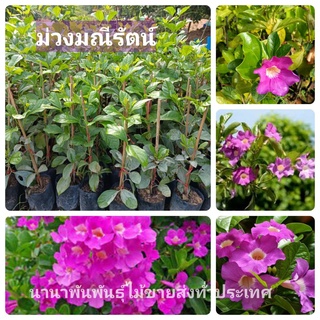 🌷ต้นม่วงมณีรัตน์ หรือบานบุรีสีม่วง ดอกไม้ทรงปากแตรสีม่วง ดอกสวยงาม