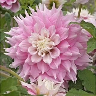 1 หัว/ออเดอร์ รักเร่ Dahlia สายพันธุ์ Gitts Perfection หัวรักเร่ ดอกไม้ หัวหน่อ เหง้า นำเข้า เนเธอร์แลน หัวสดใหม่