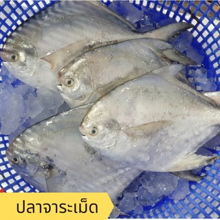 อาหารทะเล พร้อมส่ง! ปลาจาระเม็ด / Heng Heng Seafood