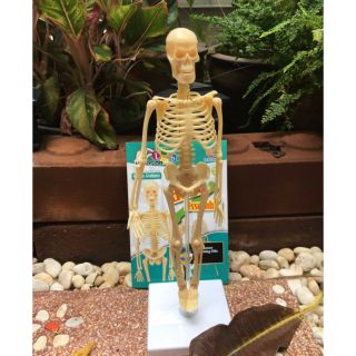 ของเล่น โมเดลโครงกระดูกมนุษย์ My Skeleton ขนาด 35 ซม สินค้ามีจำนวนจำกัด