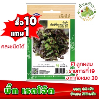 (ซื้อ10แถม1) เมล็ดพันธุ์ บิ๊ก เรดโอ๊ค Big red oak ประมาณ 500เมล็ด เจียไต๋ เมล็ดพันธุ์พืช เมล็ดพันธุ์ผัก เมล็ดผัก เม็ดผัก