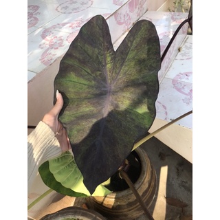 ✅ ขุดสด 3 หน่อ - Colocasia Black magic Varigated -