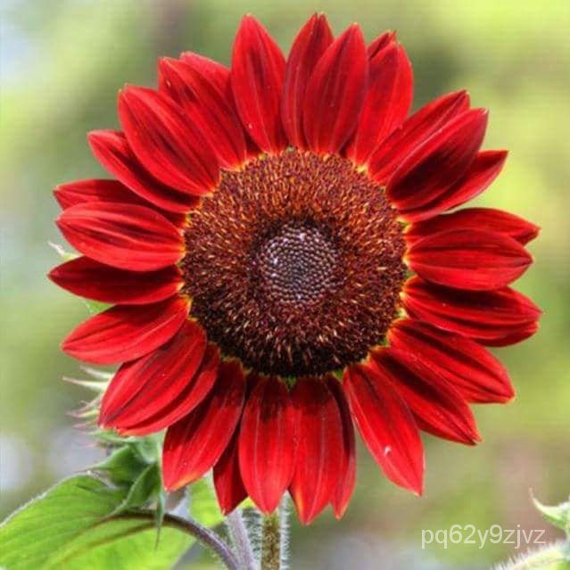 My Image 48