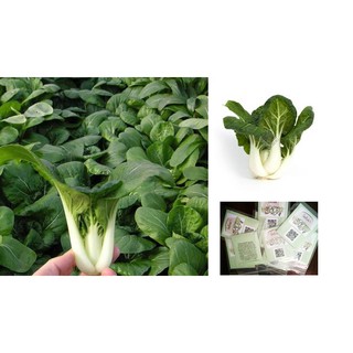 เมล็ดพันธุ์ กวางตุ้งฮ่องเต้ก้านขาว (Canton Pak Choi Seed) บรรจุ100 เมล็ด คุณภาพดี ราคาถูก