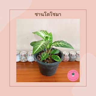 ซันโตโซม่า [Xanthosoma] - Caladium Lindenii ‘Magnificum’ - ไม้มาแรง ไม้ฟอกอากาศ ฟอร์มสวย