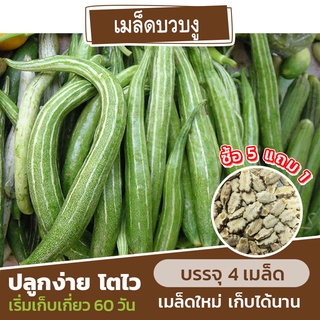 เมล็ดพันธุ์บวบงู แบ่งขาย 4 เมล็ด (ซื้อ 5 แถม 1)✨