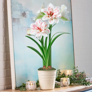 1 หัวว่าน ว่านสี่ทิศฮอลแลนด์ Amaryllis Aquaro 18-24 ซม สินค้านำเข้า แช่เย็นแล้ว