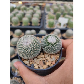 แมมนกฮูก Mammillaria microthele  🌵🦉🌵🦉🌵🦉