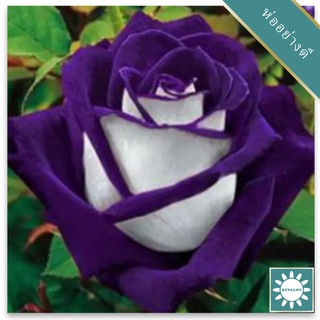 30 เมล็ด เมล็ดพันธุ์ กุหลาบ สตาร์แอนด์สไตร้พส์ Stripes Rose Seeds สี ขาว-ฟ้า