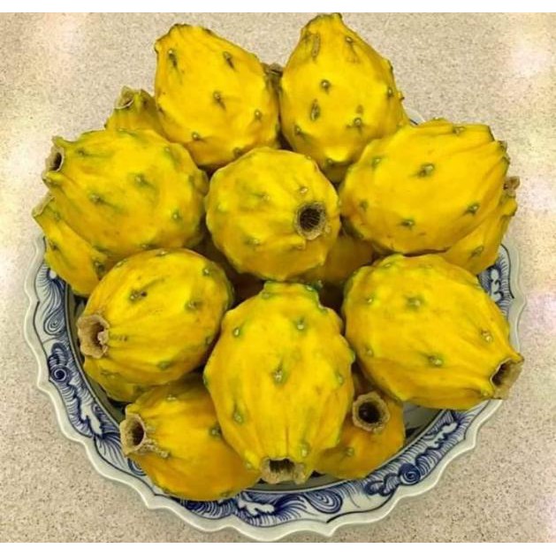 กิ่งพันธุ์แก้วมังกรเหลืองเอกวาดอร์ Yellow Dragon fruit from Ecuador จากเมือง Palora ตรงตามสายพันธุ์แท้ 100% ขึ้นชื่อว่าเ