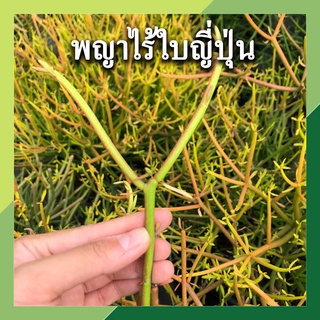 *5​ กิ่ง ​แถม​ 1* พญาไร้ใบญี่ปุ่น ต้นพญาไร้ใบ กิ่งละ 9 บาท ต้นไม้ฟอกอากาศ ต้นไม้มงคล ต้นเขากวาง