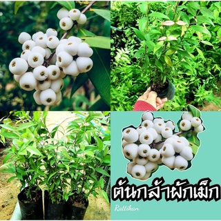 ต้นกล้าผักเม็ก🌱เชต3ต้น59บาท(รับประกันสินค้าชำรุดเสียหาย)