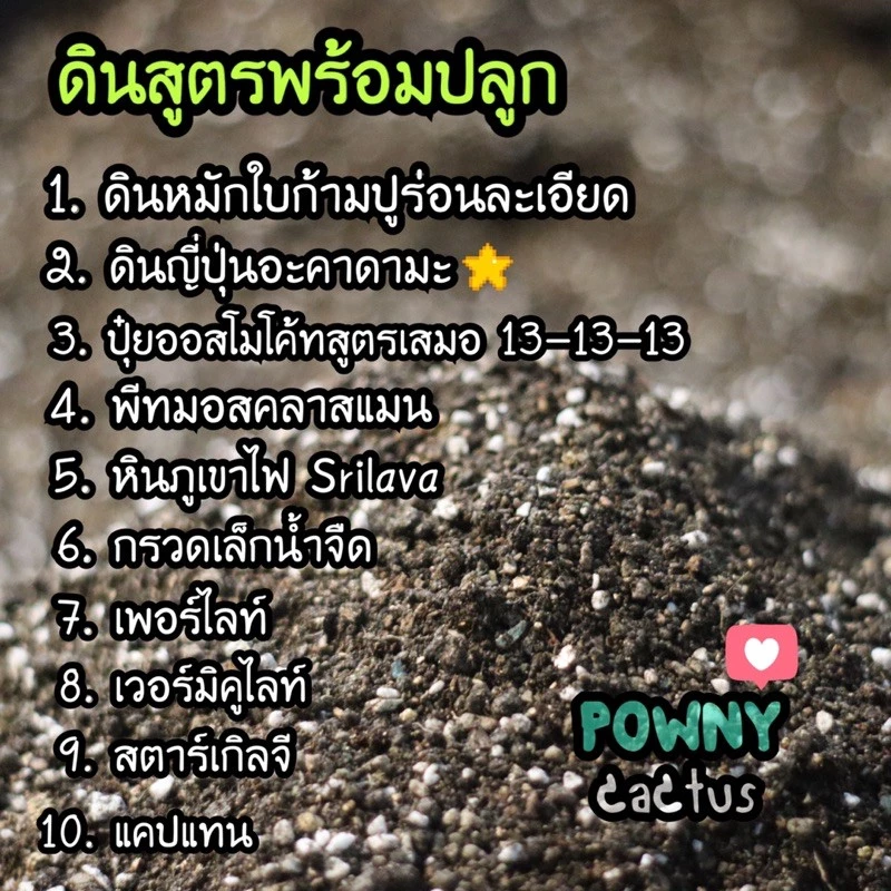 ดินปลูกแคคตัส ดินผสมพร้อมปลูก  ดินปลูกบอนสี ไม้ด่าง ไม้ฟอกอากาศ กระบองเพชร ดินปลูกไม้อวบน้ำ cactus thumbnail 5