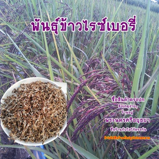 เมล็ดพันธุ์ข้าวไรซ์เบอรี่ชุดทดลองปลูกหรือขยาย1กิโลกรัม