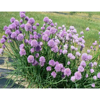 เมล็ด ต้นหอมฝรั่ง (ไชว์ส) - Common Chives