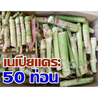 พันธุ์หญ้าเนเปียแคระ 50 ท่อน