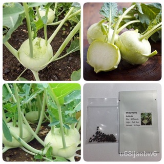 （มีของแจก）กะหล่ำปมสีขาว White Vienna Kohlrabi GIGQ