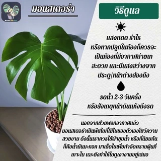 🌲ต้นมอนสเตอร่า"Monstera"ต้นใหญ่ สูง75-85+ซม.พร้อมกระถาง+จานรอง+เม็ดPopper+ขาตั้ง