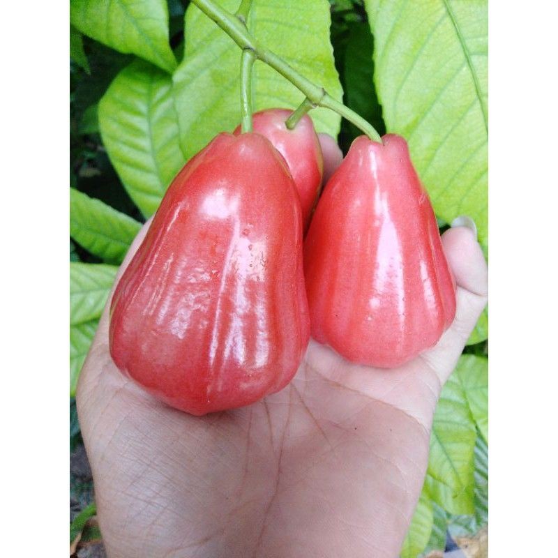 จัดต้นชมพู่​ทับทิม​จันทร์​ *** แพ็ค​2ต้น