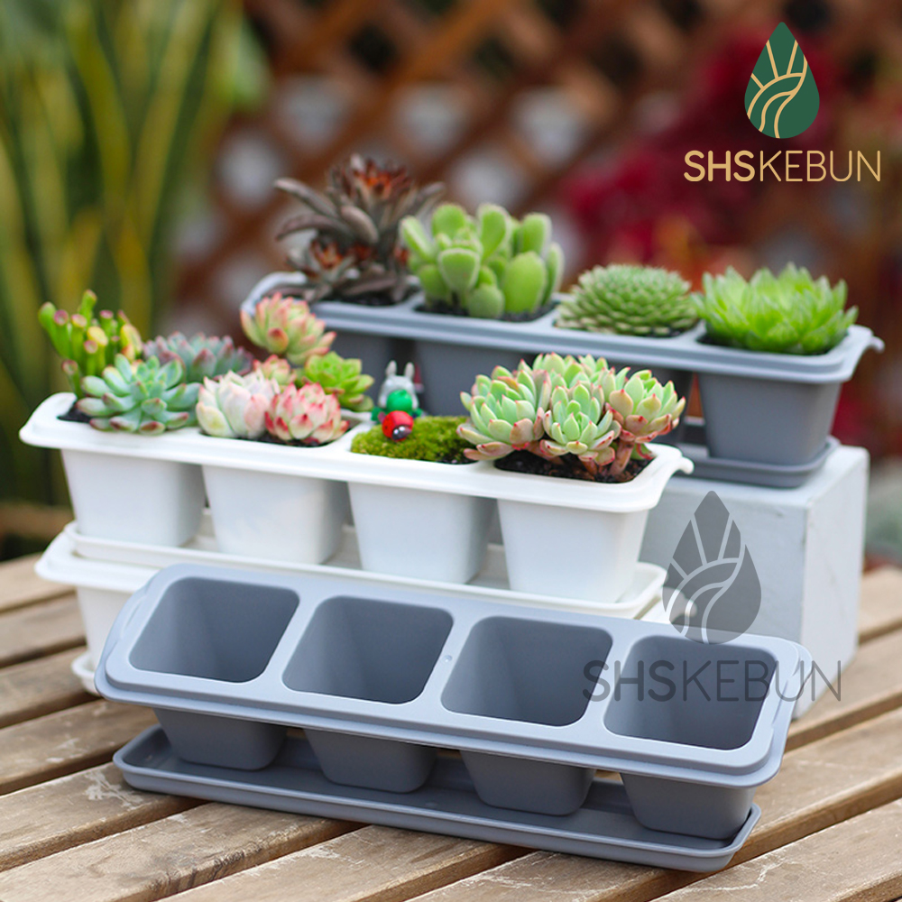 Succulent and Cactus Plant Pot 4/6 Grid Planter Nursery Pot with Tray Set 多肉花盆 Pasu Kaktus SHS KEBUN